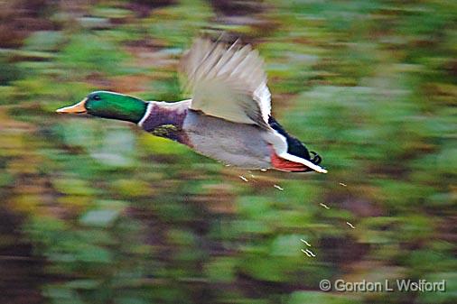 Duck In Flight_09488.jpg - Mallard Duck (Anas platyrhynchos) photographed near Sherkston, Ontario, Canada.